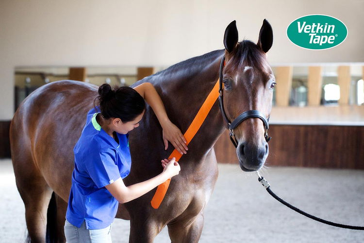 Animal Therapy