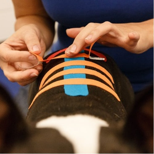 VetkinTape® Kinesiology 6cm
