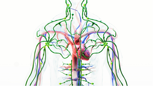 What's the Connection? How Your Lymphatic System and Venous System Synergize